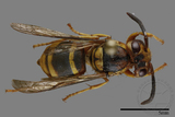 ǦW:Vespula arisana