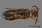 ǦW:Parapolybia nodosa