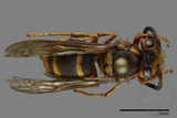 ǦW:Vespula arisana