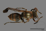 ǦW:Polistes eboshinus