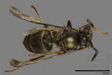 ǦW:Vespula flaviceps