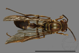 ǦW:Parapolybia nodosa