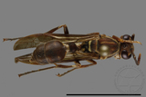 ǦW:Parapolybia nodosa