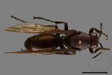 ǦW:Polistes gigas