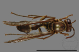 ǦW:Parapolybia nodosa