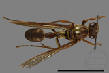 ǦW:Parapolybia nodosa