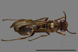 ǦW:Parapolybia nodosa