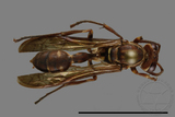 ǦW:Parapolybia nodosa