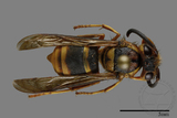 ǦW:Vespula arisana