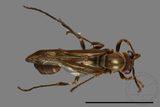 ǦW:Parapolybia nodosa