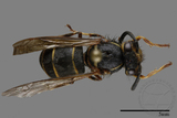 ǦW:Vespula flaviceps