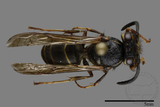 ǦW:Vespula flaviceps