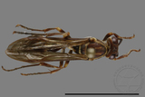 ǦW:Parapolybia nodosa