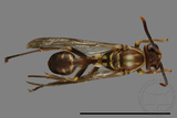 ǦW:Parapolybia nodosa