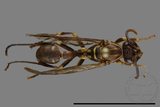 ǦW:Parapolybia nodosa