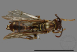 ǦW:Parapolybia nodosa