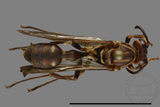 ǦW:Parapolybia nodosa