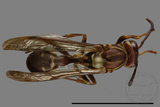 ǦW:Parapolybia nodosa