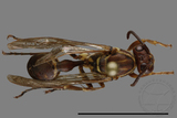 ǦW:Parapolybia nodosa