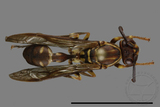 ǦW:Parapolybia nodosa