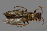 ǦW:Parapolybia nodosa