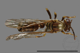 ǦW:Parapolybia nodosa