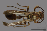 ǦW:Parapolybia nodosa