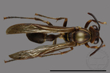 ǦW:Parapolybia nodosa