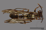 ǦW:Parapolybia nodosa