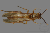 ǦW:Parapolybia takasagona