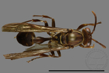 ǦW:Parapolybia nodosa