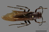 ǦW:Polistes gigas