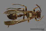 ǦW:Parapolybia nodosa