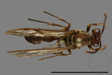 ǦW:Parapolybia nodosa