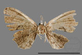 ǦW:Phazaca alikangensis