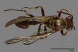 ǦW:Parapolybia nodosa