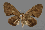 ǦW:Phazaca alikangensis