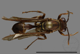 ǦW:Parapolybia nodosa