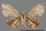 ǦW:Phazaca alikangensis