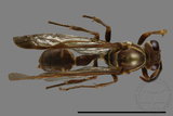 ǦW:Parapolybia nodosa