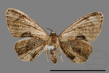 ǦW:Phazaca alikangensis