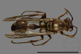 ǦW:Parapolybia nodosa