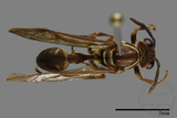 ǦW:Parapolybia nodosa