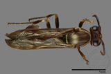 ǦW:Parapolybia nodosa