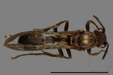 ǦW:Parapolybia nodosa