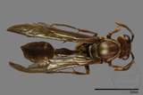 ǦW:Parapolybia nodosa