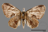 ǦW:Phazaca alikangensis