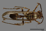 ǦW:Parapolybia nodosa