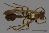 ǦW:Parapolybia nodosa