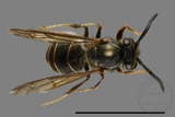 ǦW:Vespula flaviceps